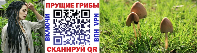 магазин  наркотиков  Снежногорск  Галлюциногенные грибы MAGIC MUSHROOMS 